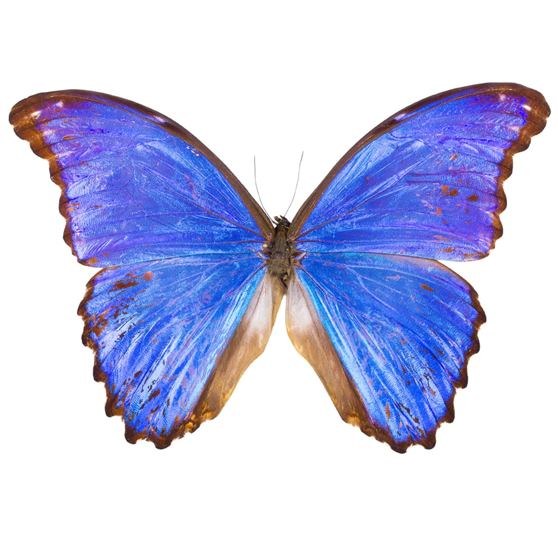 Morpho godartii didius Gynandromorph: An extremely rare Morpho didius Gynandromorph that exhibits both male and female characteristics. At its upper forewing down to the lower edge of its hindwing, this specimen shows specks of female