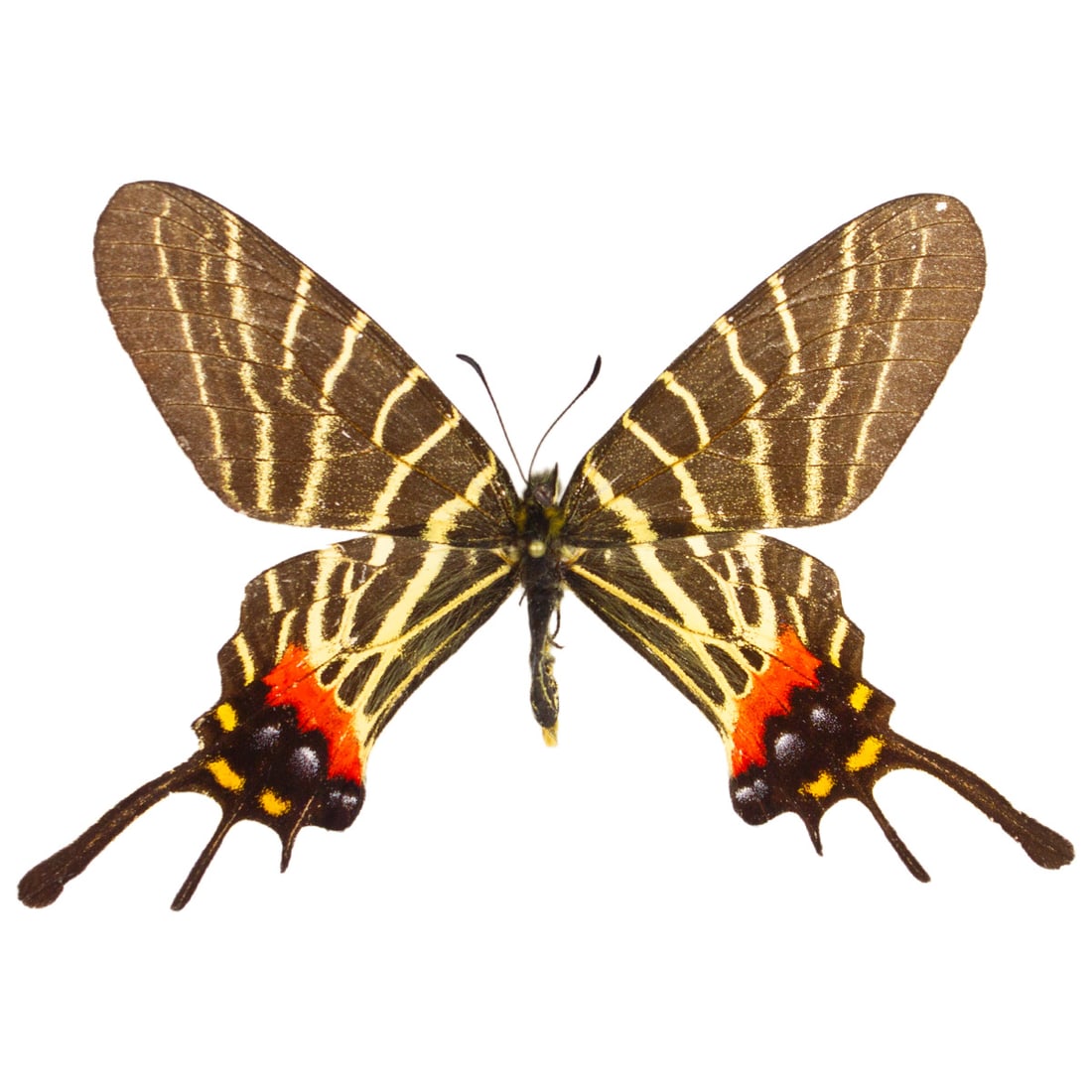 Bhutanitis thaidina: Bhutanitis thaidina are endemic to China. These magnificent butterflies are very hard to find and rarely on the market. Thaidina's are a class 2 protected species and rarely imported. Due to