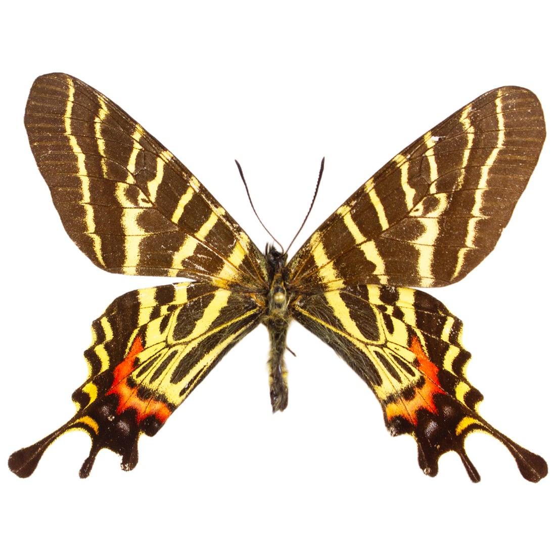 Bhutanitis mansfieldi: Bhutanitis mansfieldi is an intricately shaped swallowtail from China. These magnificent butterflies are very hard to find and rarely on the market, they are protected now and rarely imported. From an