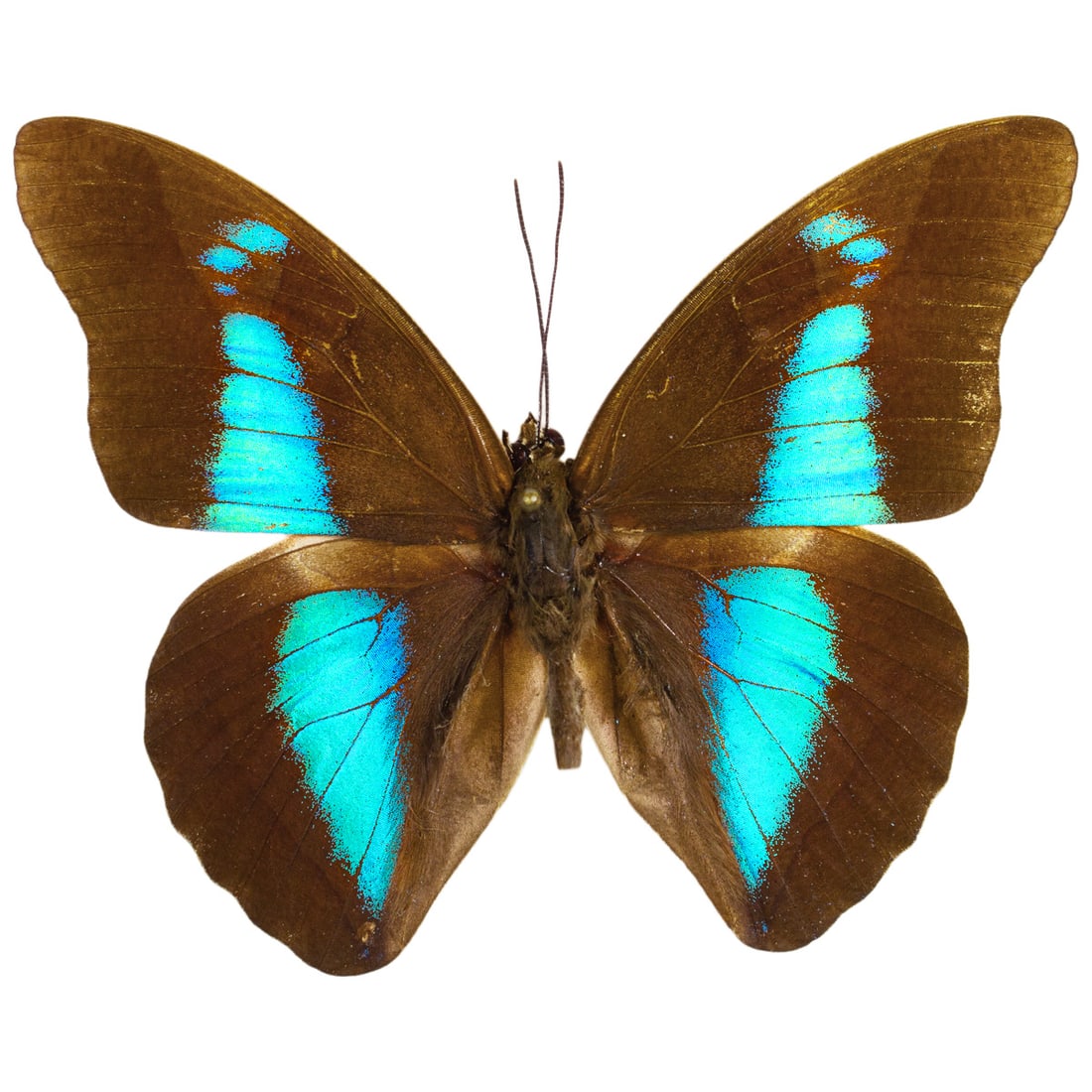 Prepona chalciope domna: A neotropical Shoemaker butterfly species of the Prepona butterfly group, made of strong fliers with metallic blue patches which make these specimens highly sought by collectors old and new! This subs