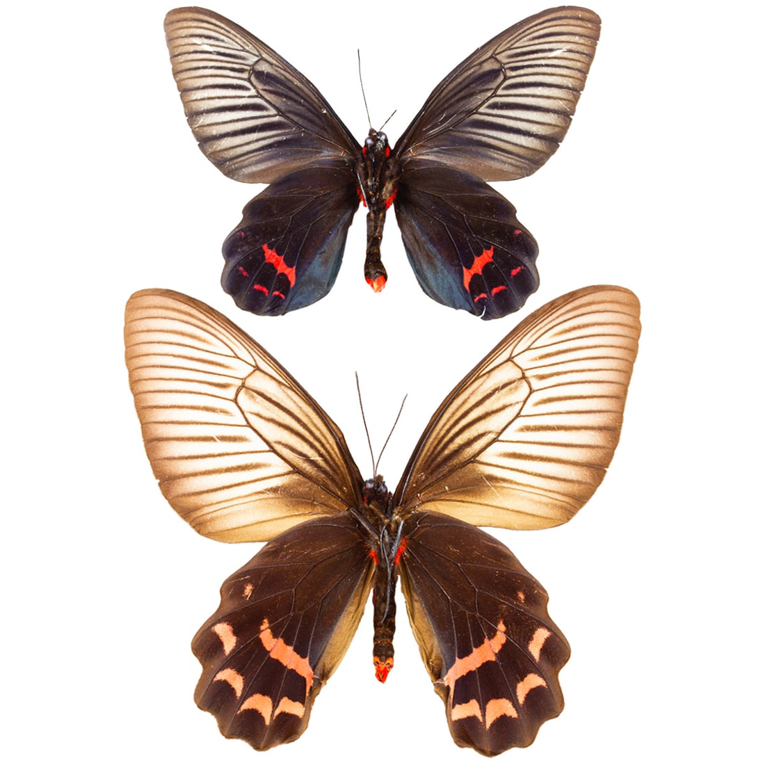 Atrophaneura dixoni PAIR: These species of swallowtails are from Indonesia, males have velvet black winged with white veining and red patches in their lower hindwing (underside view). Females are larger, sepia velvet brown in
