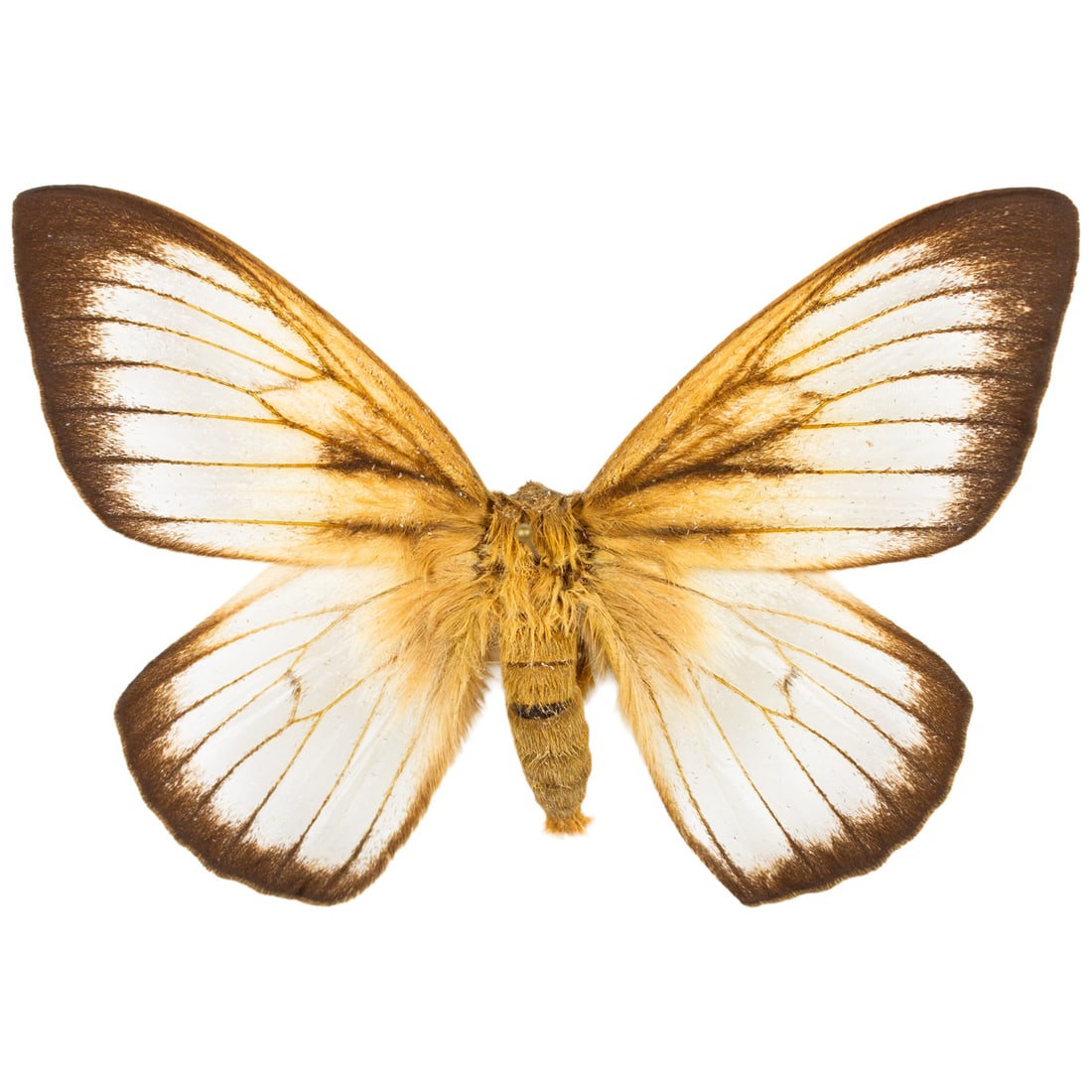 Ithomisa kinkelini ssp.: A rare vanilla white, dark veined and black bordered moth from Brazil, as well as regions in South America. Rarely on the market! You will receive this exact moth spread as shown from the TBC House Co