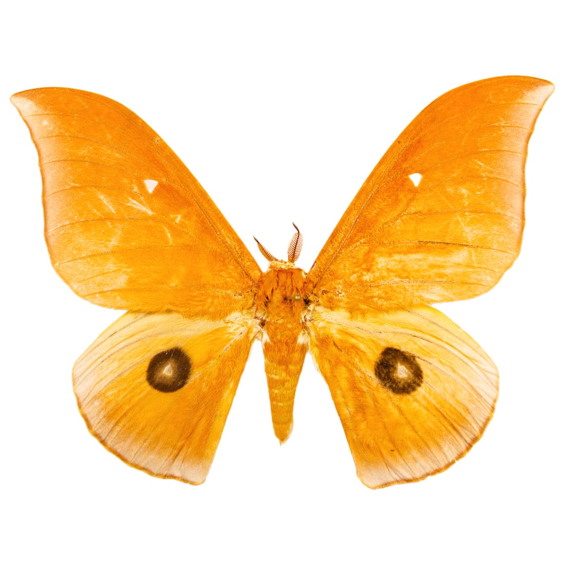 Pseudobunaea alinda: A vibrant orange-yellow winged moth with dark eyespots from West to Central Africa! You will receive this exact specimen spread as shown from the TBC House Collection!