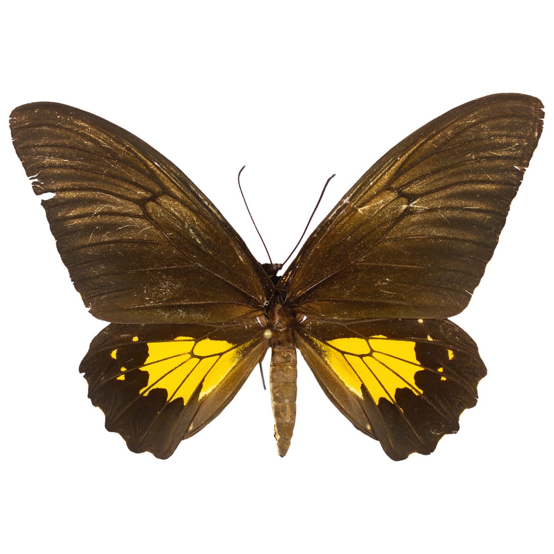 Troides oblongomaculatus ssp. papuensis FEMALE: A dark chocolate brown-winged Troides butterfly from New Guinea. Minor wing edge imperfections and surface scuffs on right forewing, but otherwise a great example to have in your collection! You will 