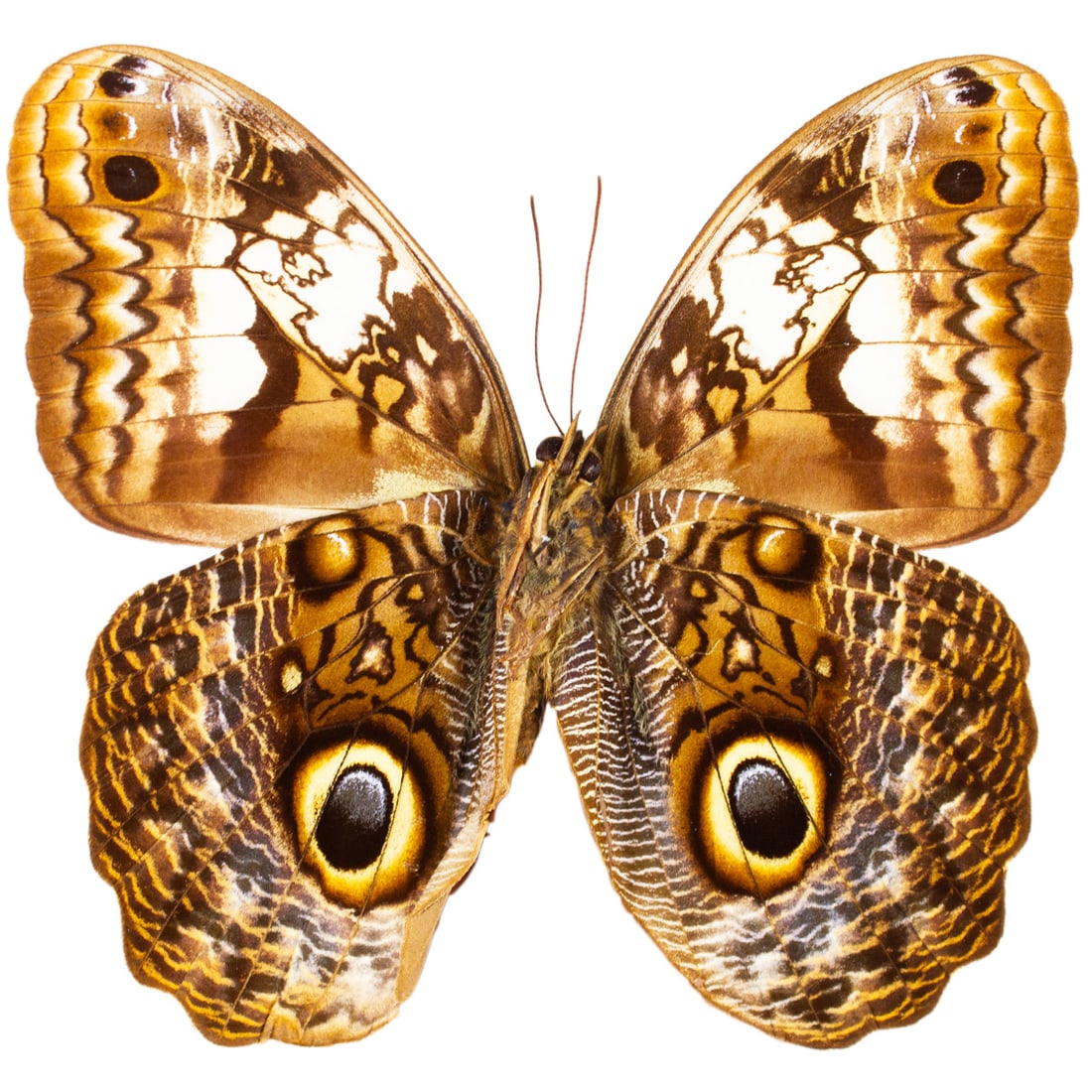 Caligo martia: A beautifully, intricately patterned owl butterfly from Brazil. Like most owls, their bold, golden eyespots at their hindwings are used as a defense mechanism to ward off any predators that may try