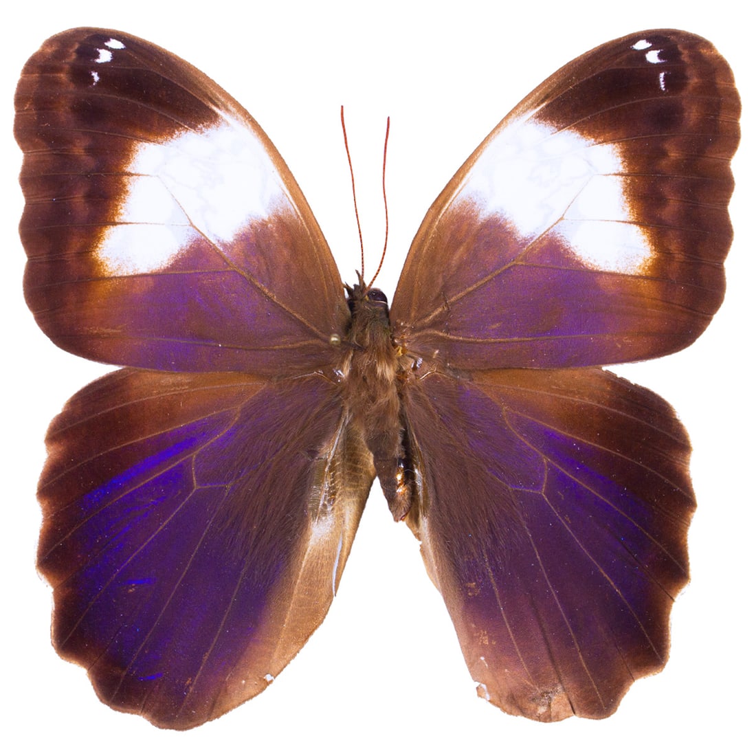 Caligo martia - 2