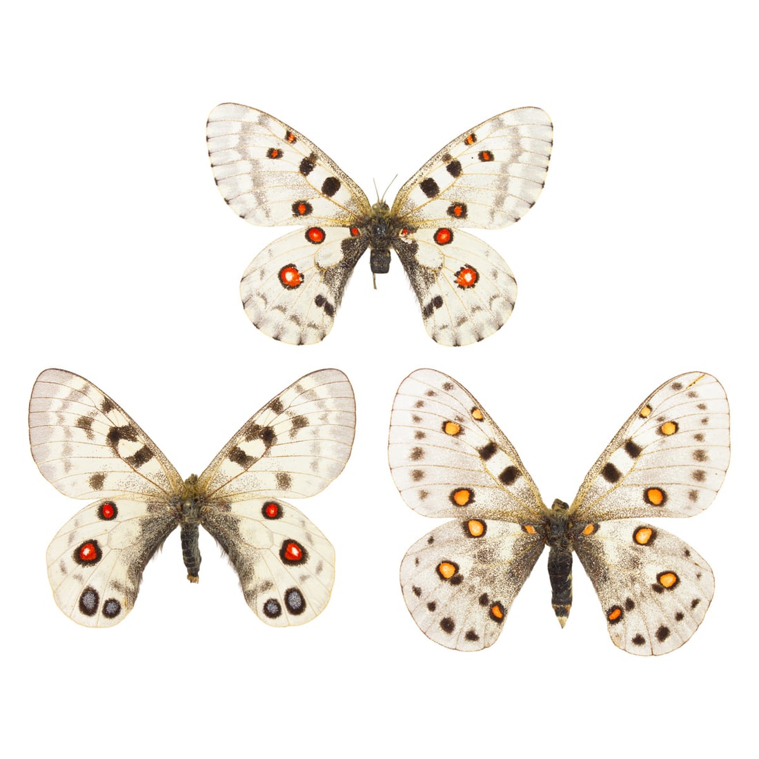 Parnassius Butterfly Trio (1 of 1)
