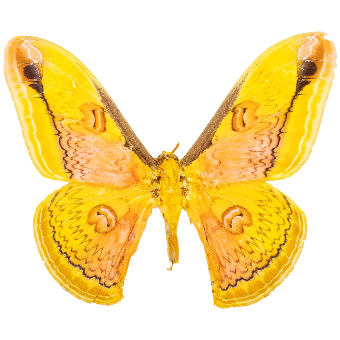 Loepa oberthuri: A bright yellow and pink-orange patched moth from southeast China. They have intricate black linear patterning from forewing to their hindwings with circular outlined eye-like spots. Magnificent