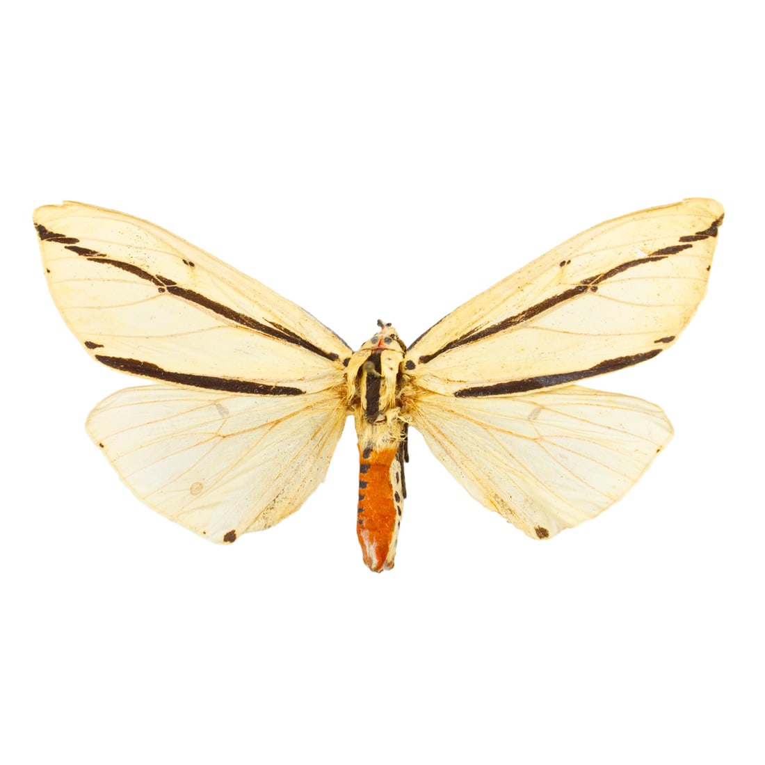 Creotonotos ssp.: A dull vanilla cream winged moth with ink lining across their mid-low forewing. Their bodies are red-orange colored with black obscure marking that run down it, some markings appearing on the side of