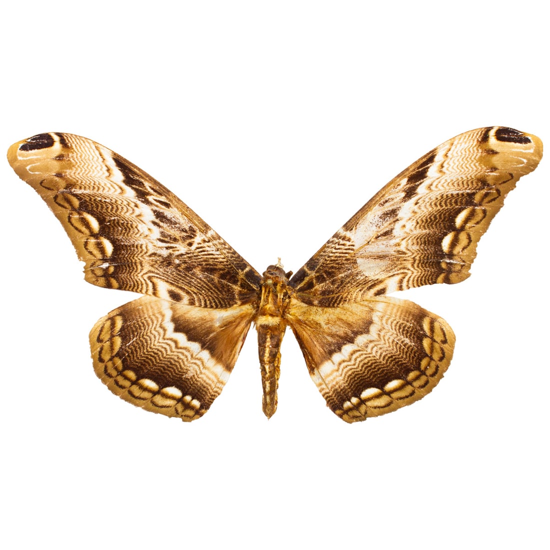 Dactyloceras lucina: A large spanned, Brahmaea moth from Central Africa, some occurences in West Africa. Known for their intricately patterned wings that are a mix of dark brown and tonal shades of tan brown and black