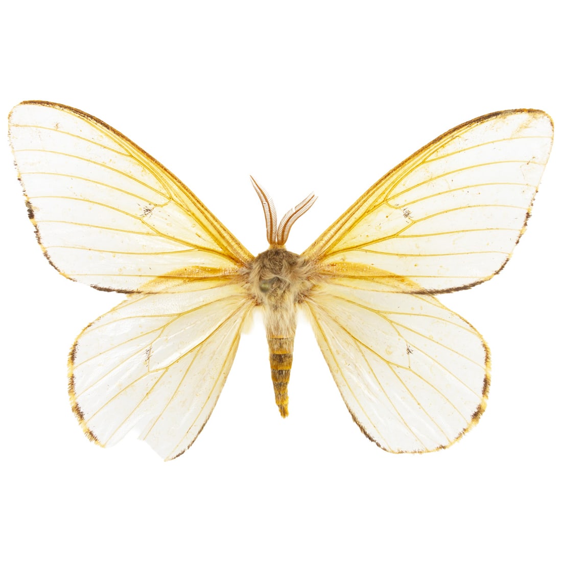 Dirphia spegentocharis: A translucent winged moth from Argentina! Rarely do we find a specimen (other than Satyr butterflies) with translucent wings! A rare find! Its lower left hindwing is missing a part of its wing. You