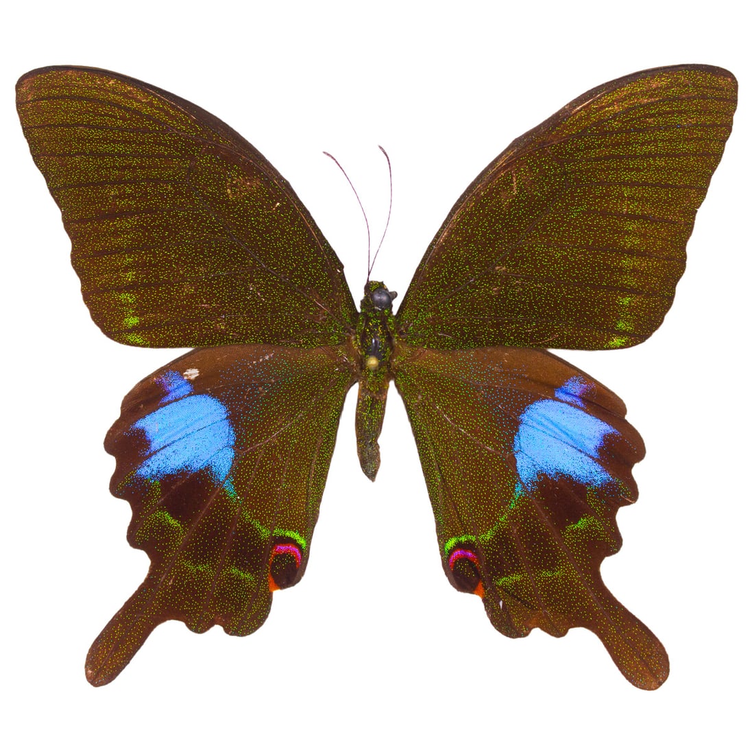 Papilio arcturus: The Arcturus Peacock is a large colorful green swallowtail butterfly from Asia. Known for its speckled green topsides with light green linear coloration down the forewing, and its most magnificent hin