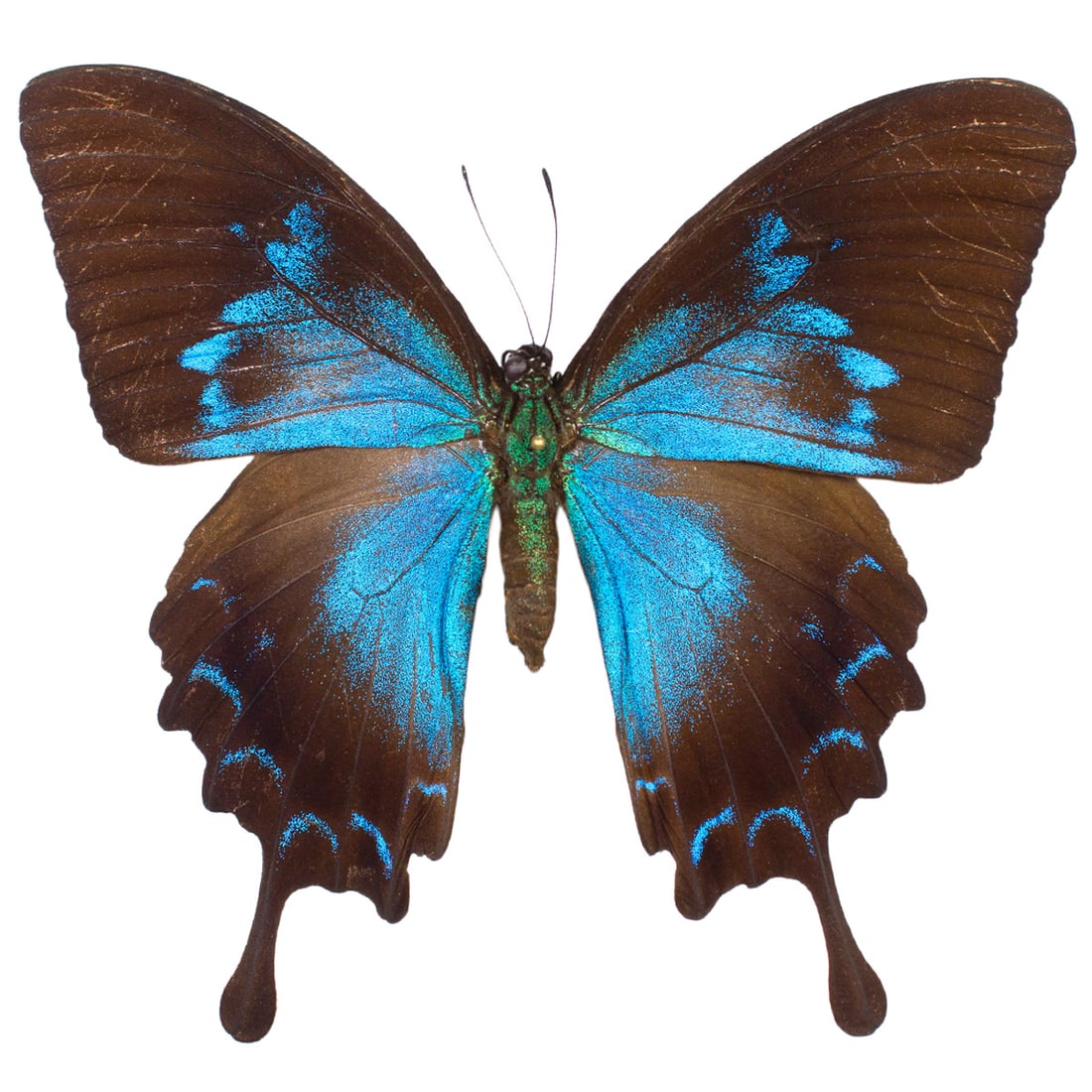 Papilio ulysses FEMALE: Like its male counterpart, female Ulysses' are almost visually similar with regions of beautiful smokey-blue and black coloration. It's quite elegant in appearance, and bigger than the male! You will 