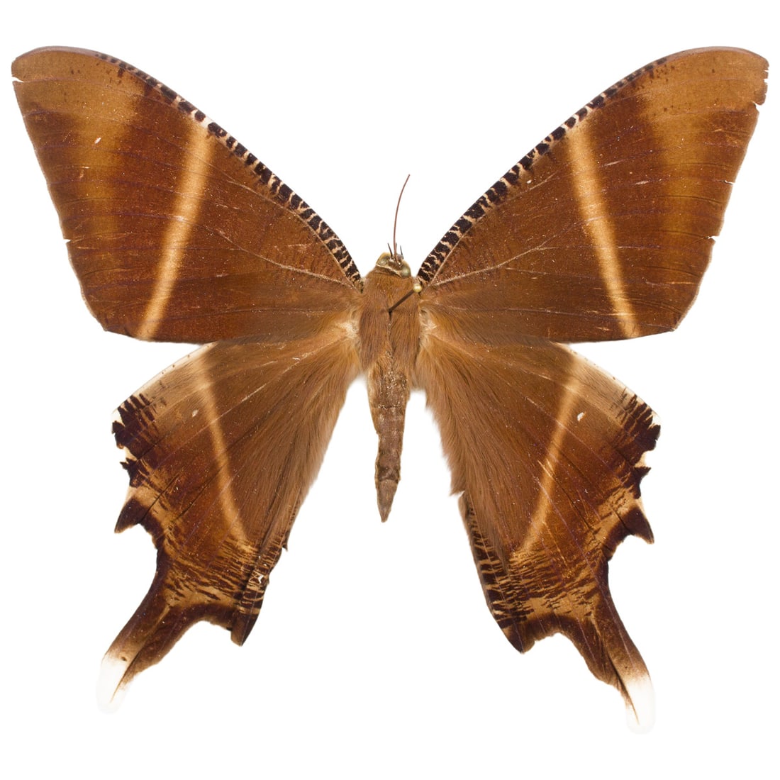 Lyssa zampa: The Tropical Swallowtail, Lyssa zampa is a chocolate colored, tan-banded swallowtail from Laos with long tails. It looks like a fairy when it flies! You will receive this exact specimen spread as