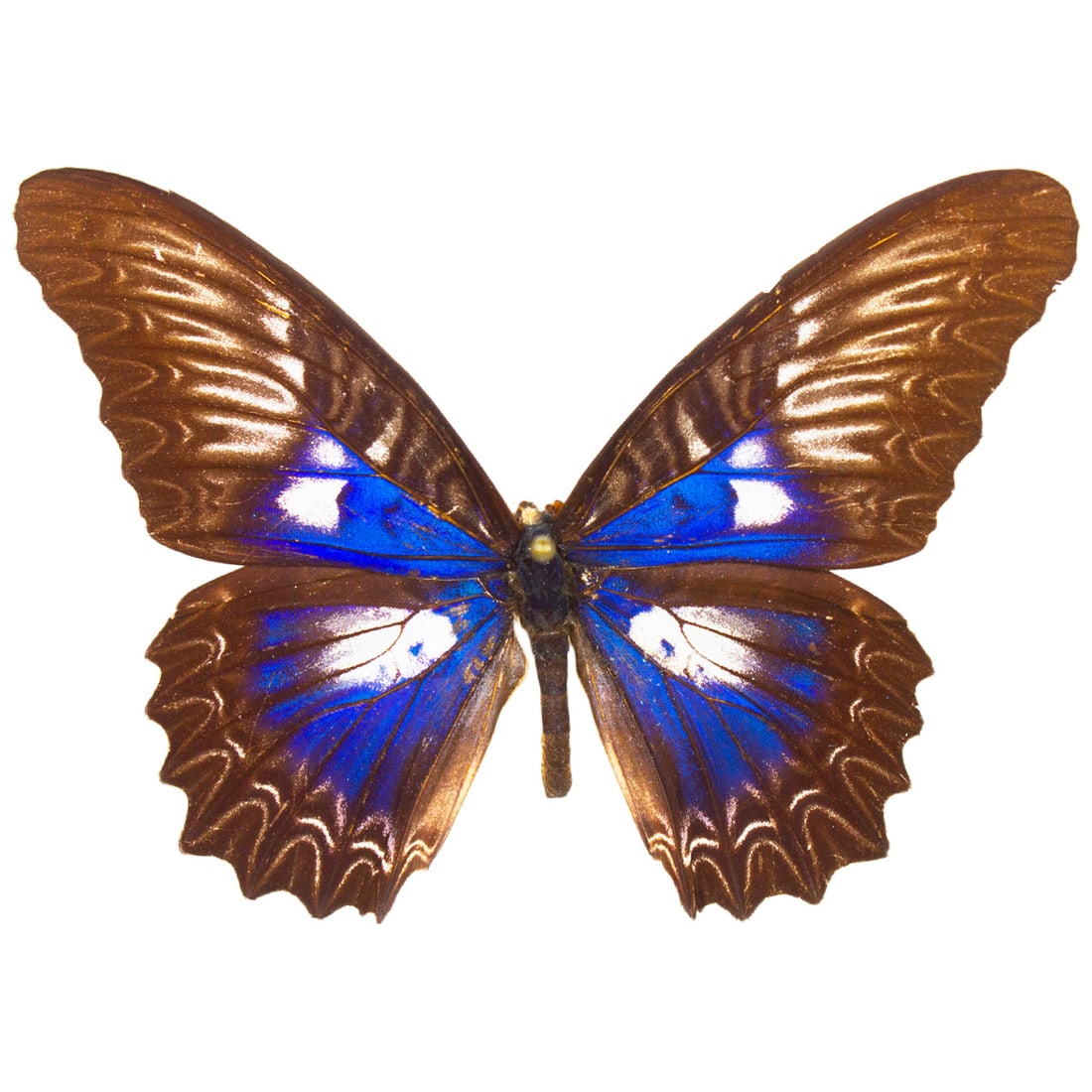 Cethosia myrina BLUE FORM: A deep-sapphire, electric blue form of Cethosia myrina, this nymph coloration is rare and seldom on the market! You will receive this exact specimen spread as shown from the TBC House Collection.