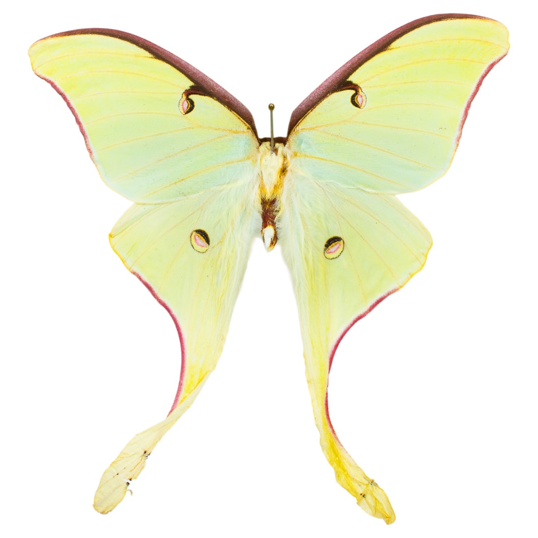 Actias rubromarginata: A Luna Moth subspecies with pink coloration along the edge of each wing set down towards mid-tail range. They're wings are beautiufl tea green with yellow vein-lining. An overal great find! You will