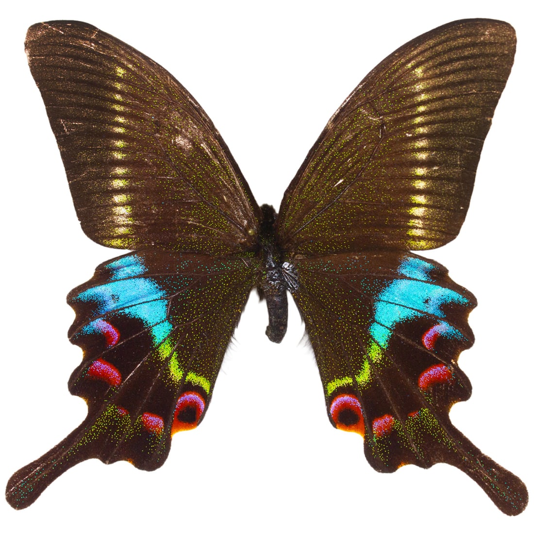 Papilio krishna: The Krishna Peacock is a large colorful green swallowtail butterfly from Asia. Known for its speckled green topsides with light green linear coloration down the forewing, and its most magnificent
