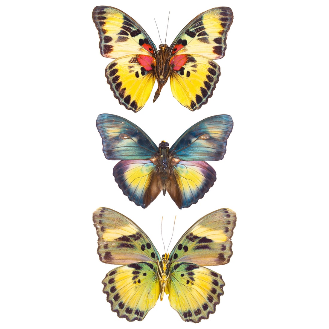 Euphaedra Trio: A vivid Euphaedra nymph butterfly trio, spread as shown from the TBC House Collection! Dimensions: 7cm, 6.8cm, 7.5cm
