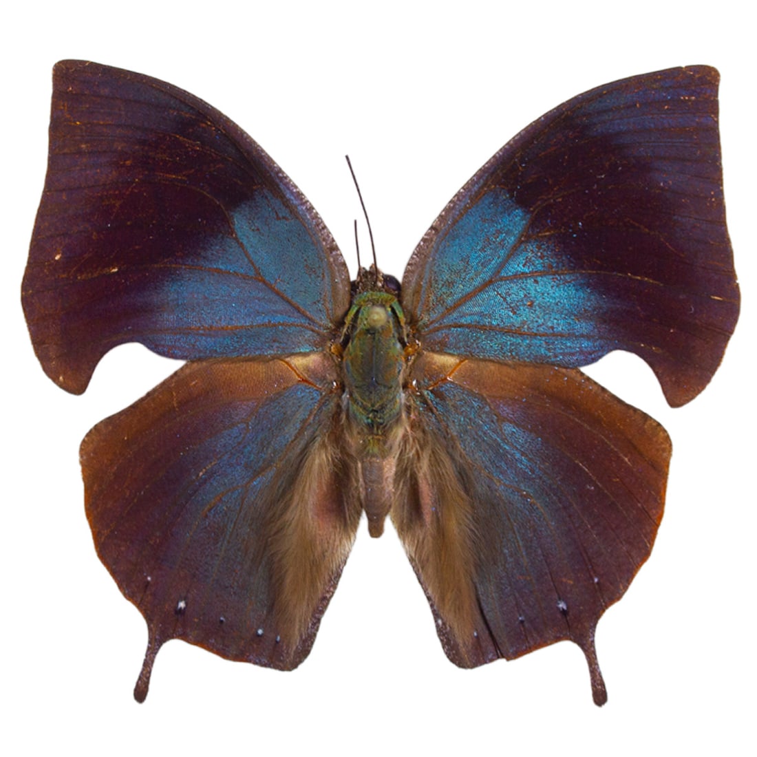 Memphis philumena: A dark and moody blue leafwing butterfly from South America!