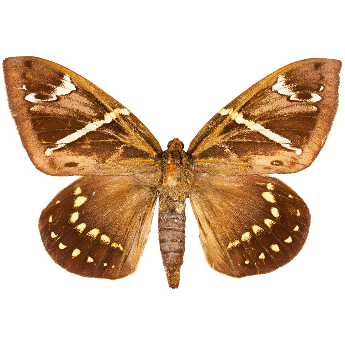 Eupalamides cyparissias: A chocolate brown Castnidae moth with cryptic white upper forewing patches, mid-bands and lower hindwing vanilla cream-ended spot patterning . This moth, like other Neotropical moths of its species, a