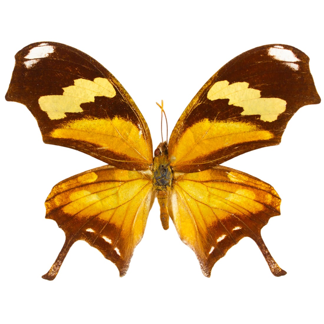 Consul fabius: Consul fabius, known as the Tiger-Leafwing, is an orange colored, black-brown bordered butterfly with cream yellow patches. They come from the Neotropical realm that stems from Mexico to South