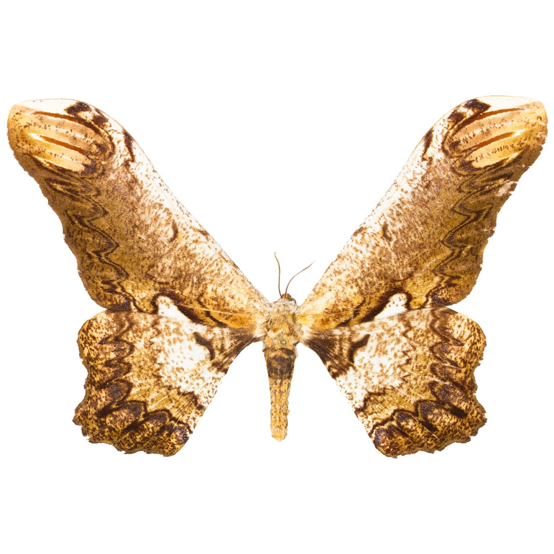 Loxolomia serpentina: A textured and intricately patterned brown and white toned moth from South America. They are wide-spanned, up to 5 inches! A stunning Saturn moth, you will receive spread as shown from the TBC House C