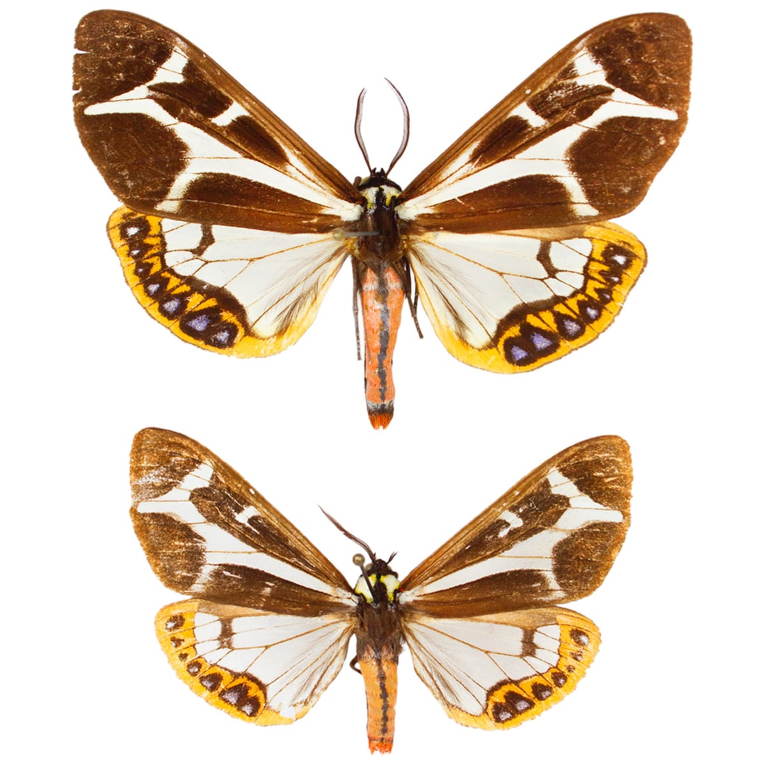 Dysschema mariame Moth Duo: The Southern Giant Flag moths are beautifully striped and patterned with dark brown wings with white linear markings and golden orange-dipped hindwing edges with black bordered blue spotting along