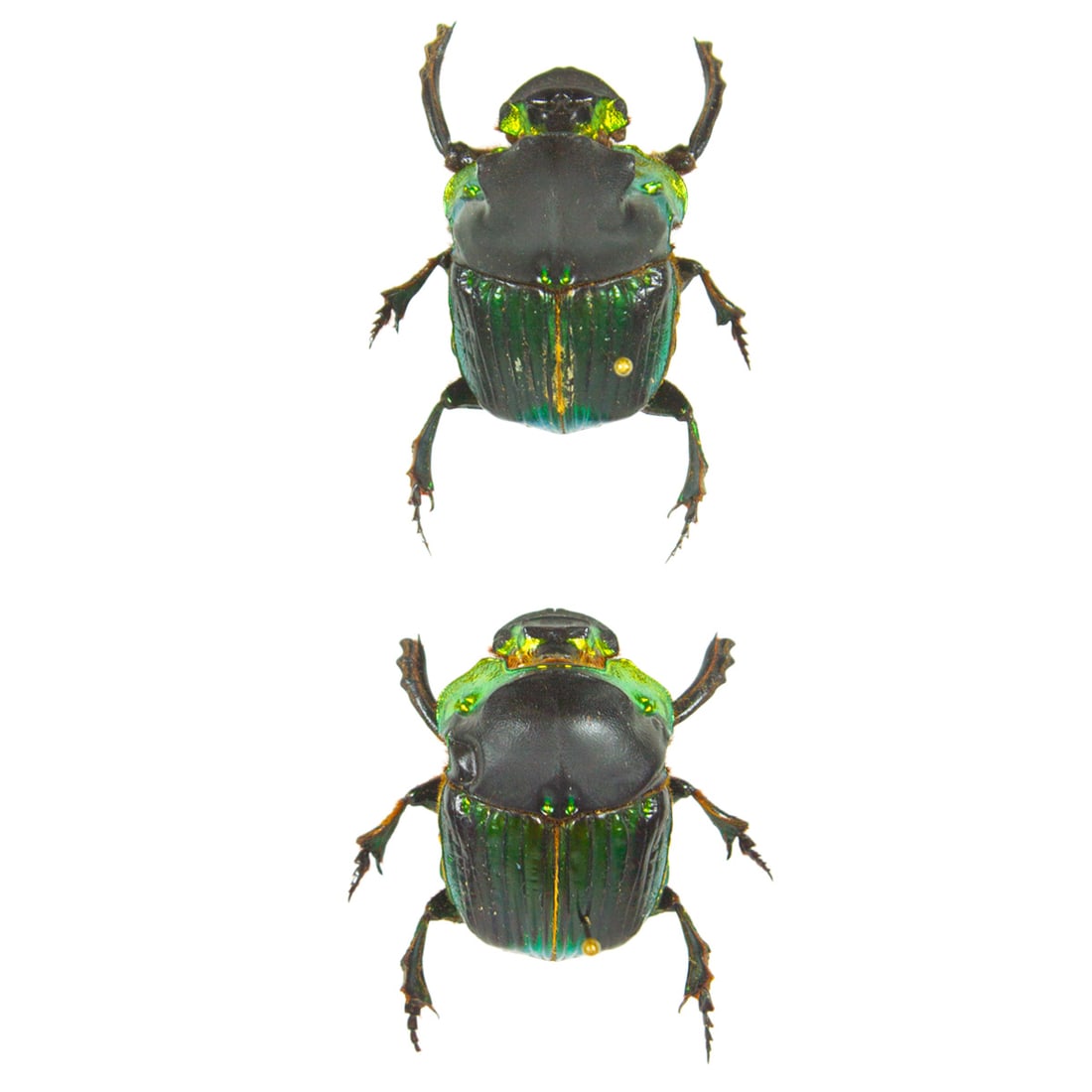 Diaboctris mimas PAIR: A metallic, neon lime green and black colored beetle pair from Brazil! You will receive this exact pair spread as shown from the TBC House Collection! Dimensions: 3.6cm, 3.2cm