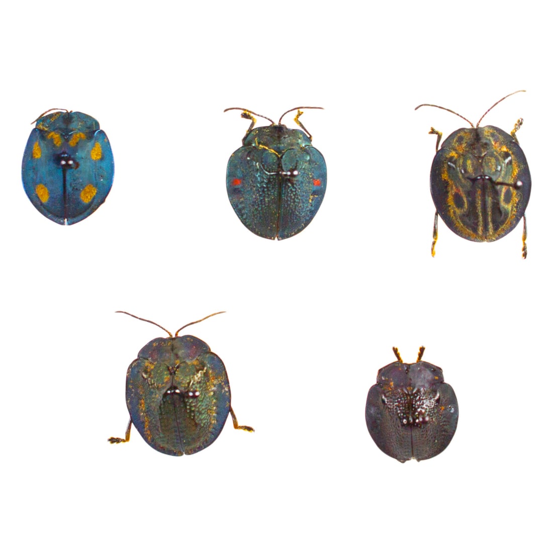 Cassidinae Tortoise Beetle Group #1: A lovely selected assortment of Cassidinae Tortoise shelled beetles from all over the world! Will receive all you see pictured spread as shown from the TBC House Collection! Dimensions range: 1.5 -