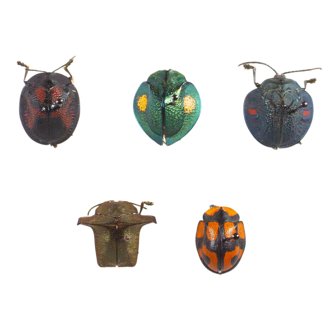 Cassidinae Tortoise Beetle Group #2: A lovely selected assortment of Cassidinae Tortoise shelled beetles from all over the world! Will receive all you see pictured spread as shown from the TBC House Collection! Dimensions range: 1.5 -