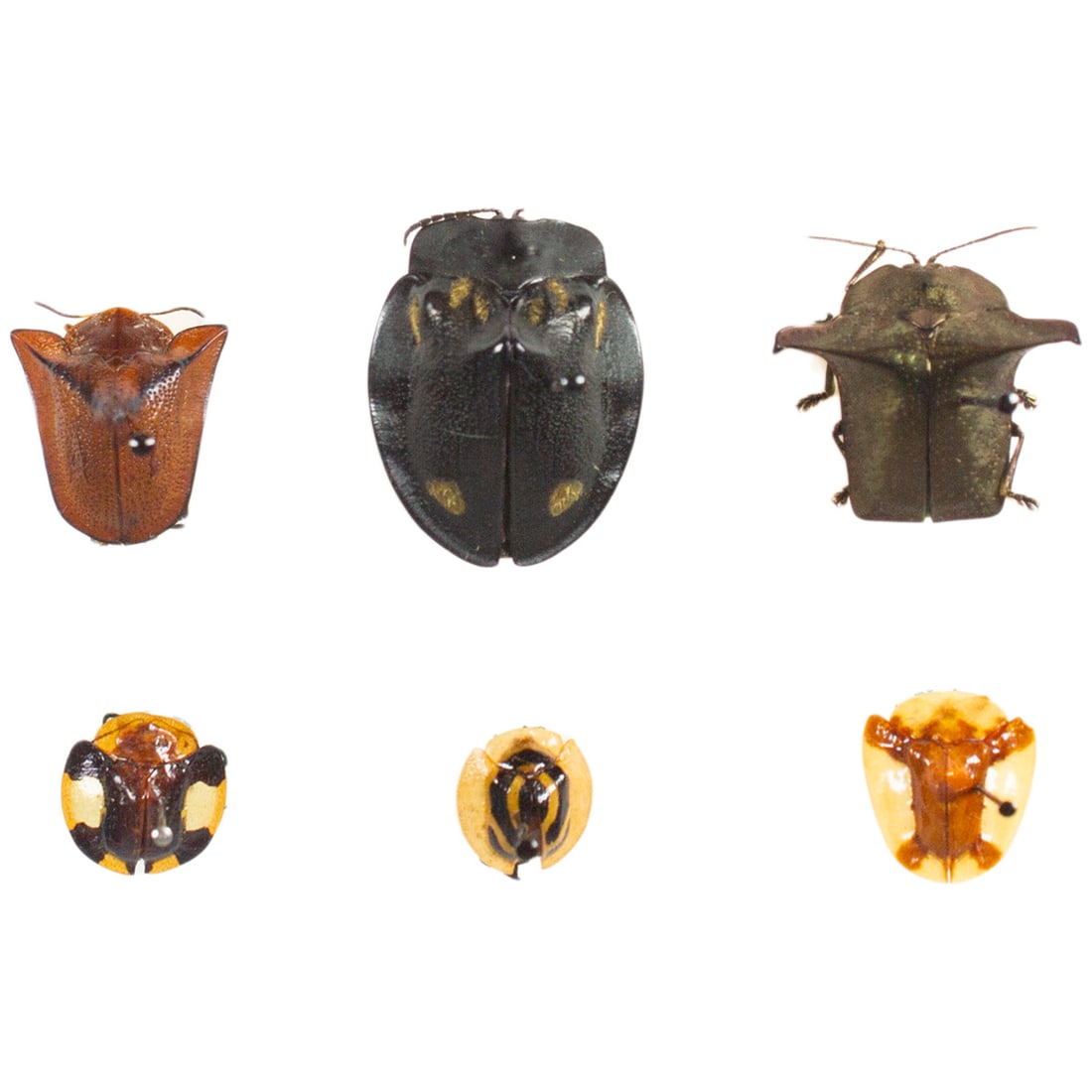 Cassidinae Tortoise Beetle Group #3: A lovely selected assortment of Cassidinae Tortoise shelled beetles from all over the world! Will receive all you see pictured spread as shown from the TBC House Collection! Dimensions range: 0.9 -