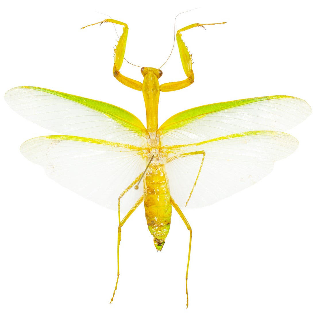 Hierodula patellifera: Large wing spanned Green Asian Mantis from Indonesia. They're a mix of yellow, lime green with translucent, large spanned wings measuring up to 120mm! Spread as shown from the TBC House Collection!
