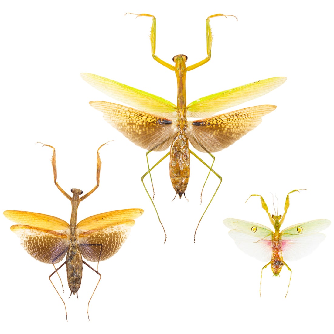 Asian Mantis Trio (1 of 1)