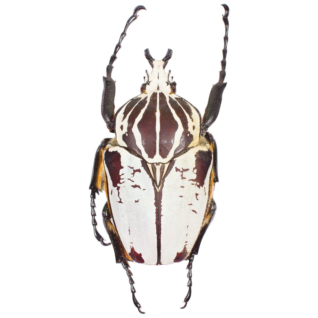 Goliathus goliathus quadrimaculatus: A beautiuflly, preserved Golliath beetle UNSPREAD in package! At this size he is an absolute giant, and very rare to finds these days. He is in great condition, from the TBC House Collection!