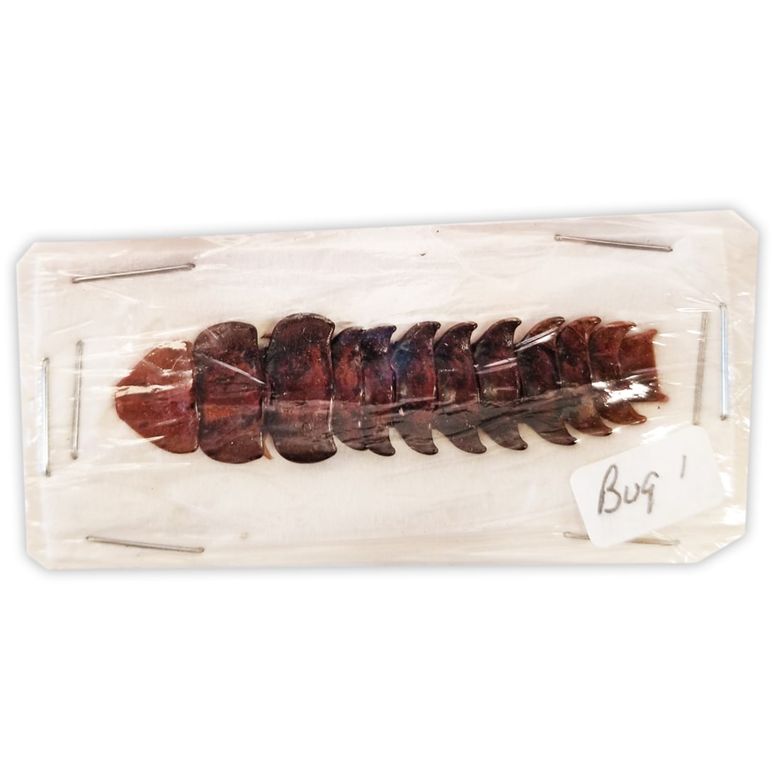 Trilobite: An ancient-looking species called the Trilobite, a widened-thorax shaped specimen larva. A prehistoric-female example. You will receive this exact specimen SPREAD as shown in packaging, from the TBC
