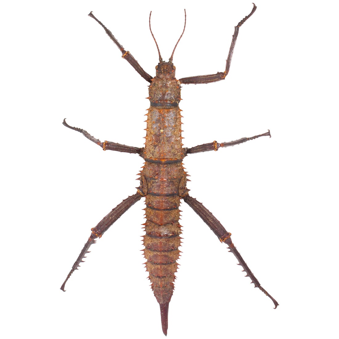Eurycantha horrida FEMALE: Commonly noted as the Thorny 'Devil' Walking Stick, this insect comes from the family Phasmidae. Their thorny covered bodies and legs help them defend themselves from predators, definitely don't mess