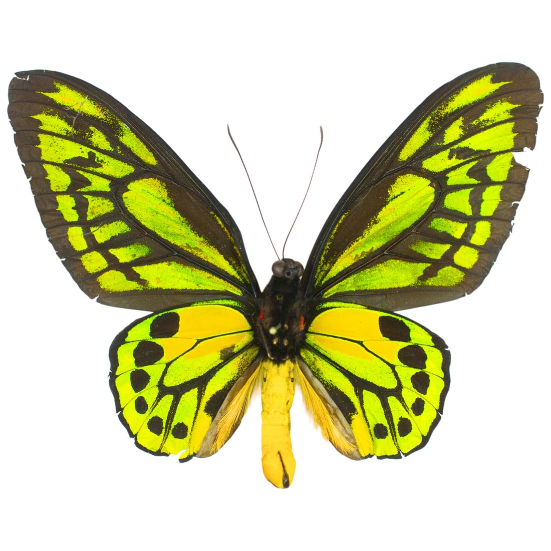 Ornithoptera croesus toeantei VERSO: This is a wonderfully spread VERSO example of the Croesus Birdwing butterly, great for reference purposes or for your growing collection! The colors are velvety in texture, marvelous specimen! You wil