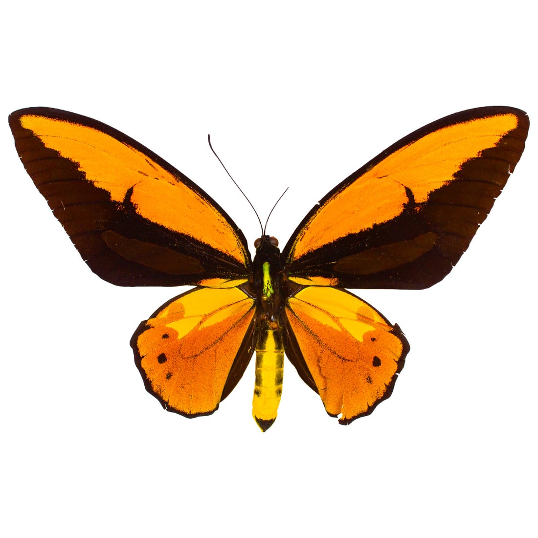Lydius croesus #2: A famous widespread orange birdwing with yellow golden hindwing patches on its hindwing that match its abdomen. Their forewings are split with a deep black patch atop its orange wings. This is a wonde