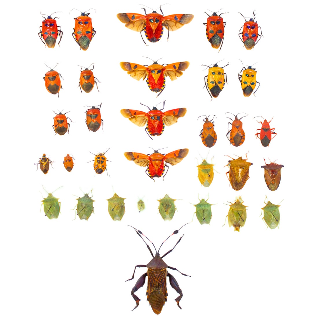 True Bug/Shield Bug Lot: A big collection of True Bug specimens, will be received spread as shown from the TBC House Collection! Dimensions range: 1.1 - 5cm