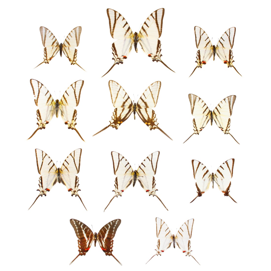 Eurytides Lot: A big lot of Eurytides butterflies, will receive all pictured here, spread as shown from the TBC House Collection. Dimensions range: 5.5 - 7.5cm