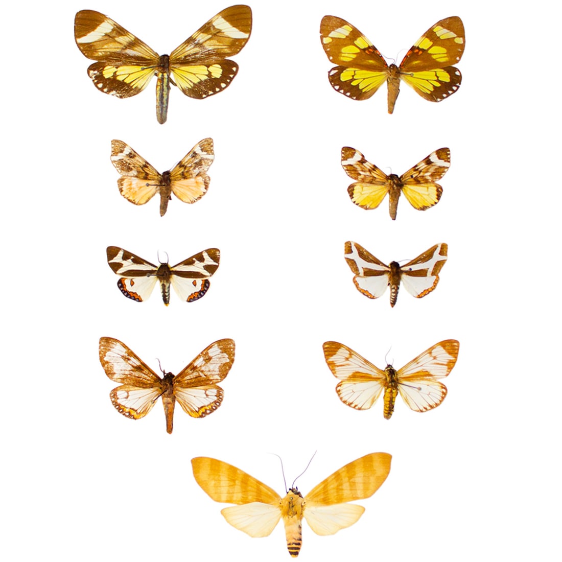 Erebidae Moth Lot: A big collection of Erebidae moth species from worldwide! You will receie all specimens spread as shown from the TBC House Collection! Dimensions range: 4.2 - 8cm