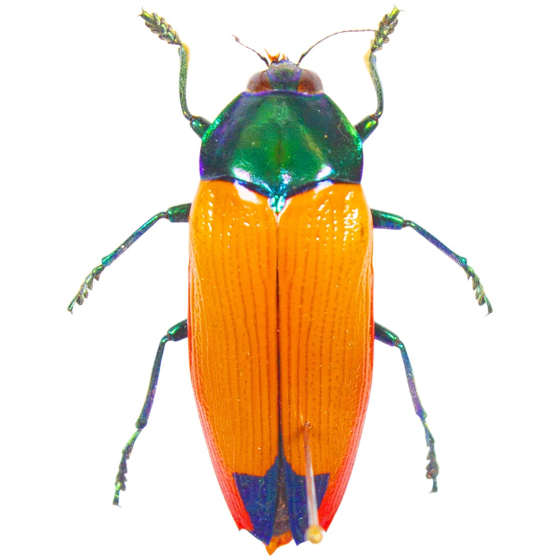 Metaxymorpha gloriosa: A true jewled beetle gem from Australia! Spread as shown from the TBC House Collection!