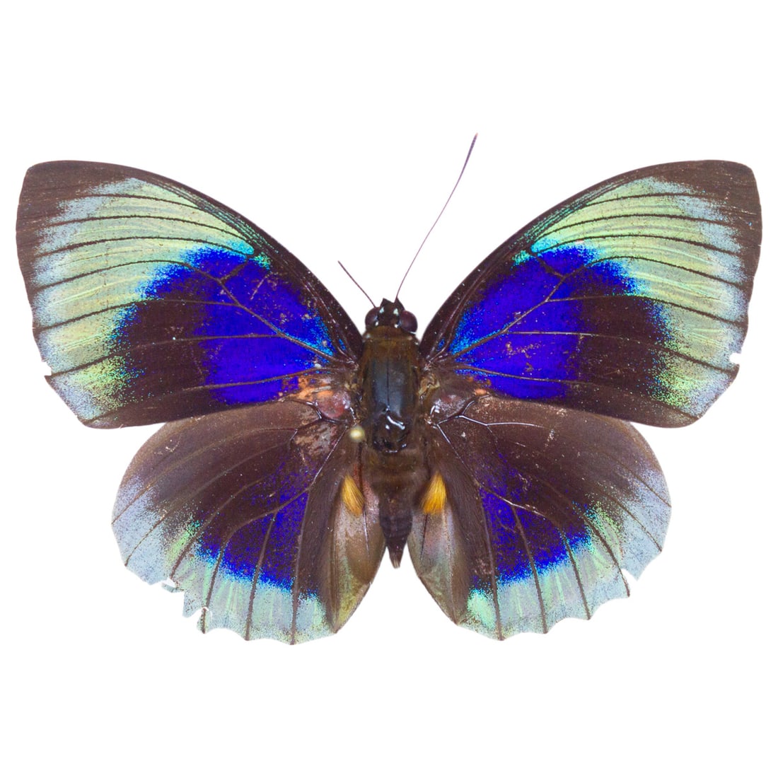 Agrias beata beautica: A beautiful icy blue-green butterfly native to South America. The undersides of this Agrias, like many others, is stellar patterned , forewings are super washed concrete gray and hindwings are