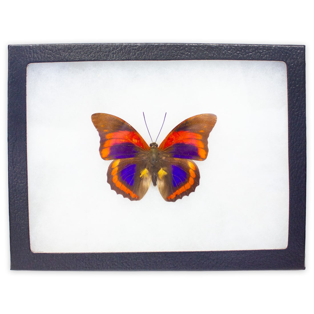 Prepona praeneste buckleyana FRAMED: A gorgeous, framed Buckelyana butterfly from Boliivia. You will receive this example spread as shonw, framed in a riker moun from the TBC House Collection! Not often on the market, and highly sought a