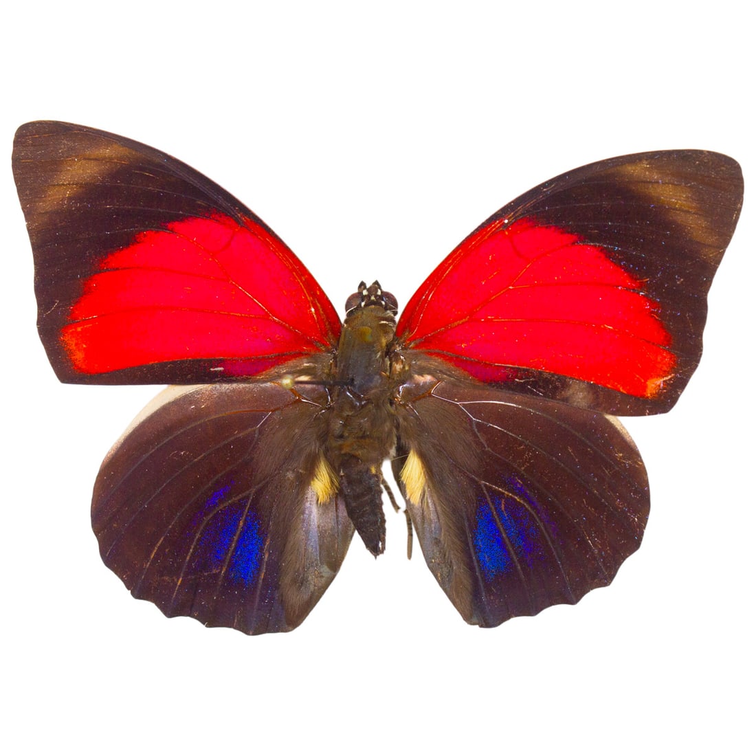 Agrias claudina lugens: A beautiful scarlet red patched, blue hindwing Agrias butterfly from South America. You will receive this exact specimens spread as shown from the TBC House Collection!