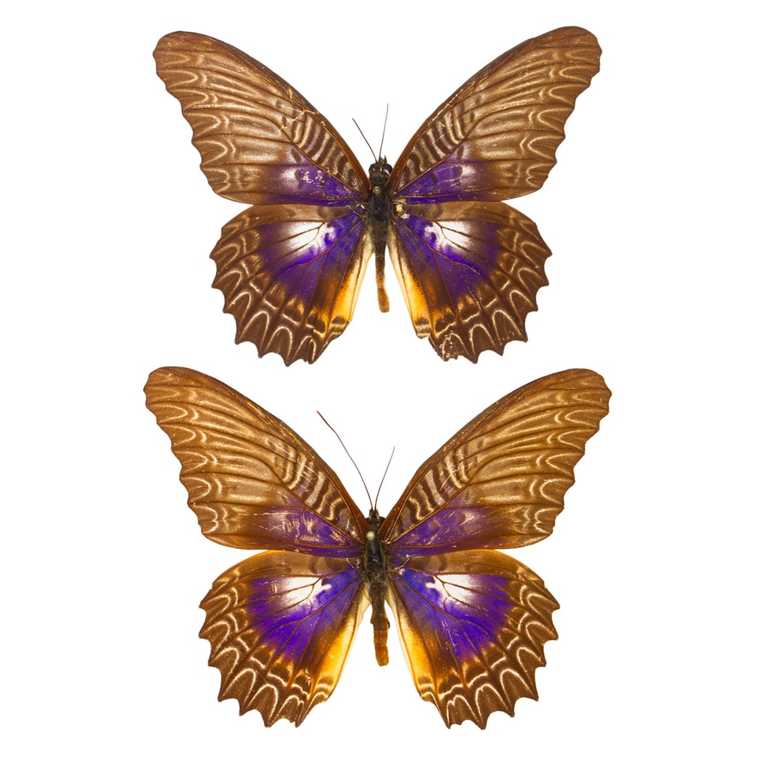 Cethosia myrina BLUE FORM -Duo Pair: A violet blue form pair of Cethosia myrina, this nymph coloration is rare and seldom on the market! You will receive this exact pair spread as shown from the TBC House Collection. Dimensions: 8.6cm,