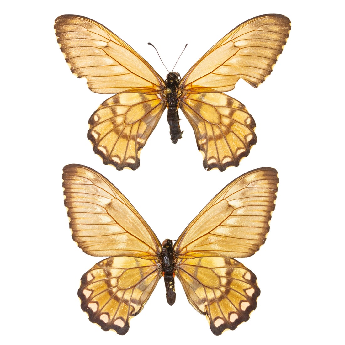 Euryades corethrus PAIR: A golden, brown veined, and semi-translucent butterfly from Argentina. They can be found within grasslands of Argentina and neighboring regions, a tailless swallowtail with a heavenly glow to it! The