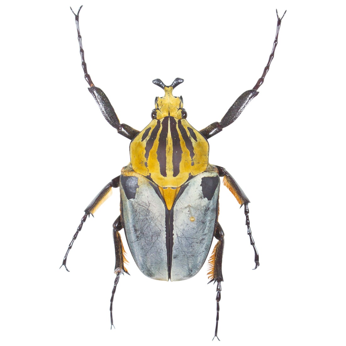 Goliath cacicus