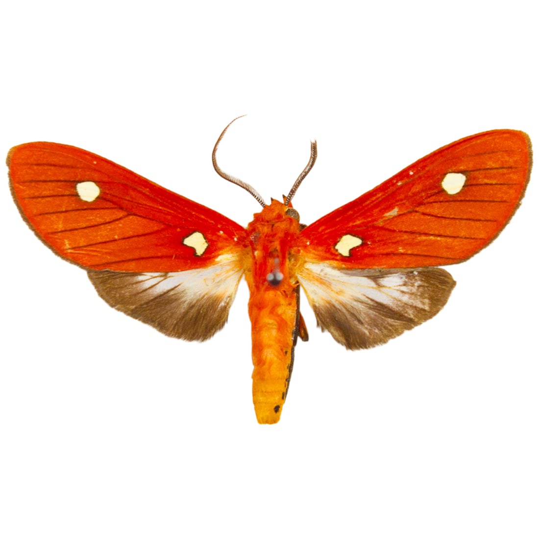 Hyperthaema sanguineata: A bold red forewing colored tiger moth from South America. You will receive this exact specimen spread as shown from the TBC House Collection.