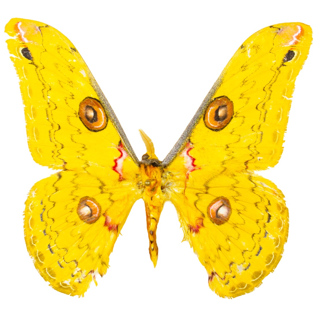 Loepa katinka ssp.: A bright lemon yellow, intricately patterned Loepa Emperor Moth. Condition on this example is fair, but a great addition to your collection! Spread as shown from the TBC House Collection.